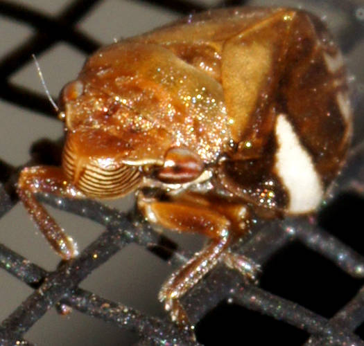 Brown Spittlebug (Bathyllus albicinctus)