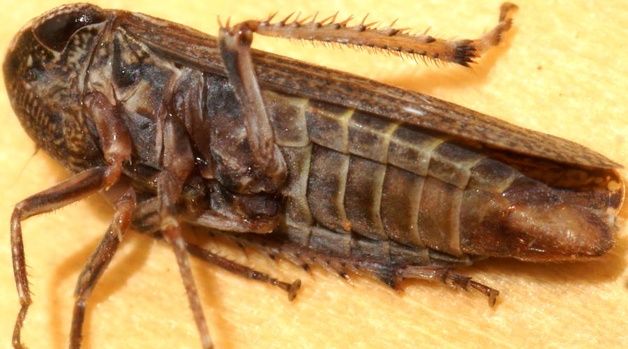 Flat-head Leafhopper (Thymbrini sp)