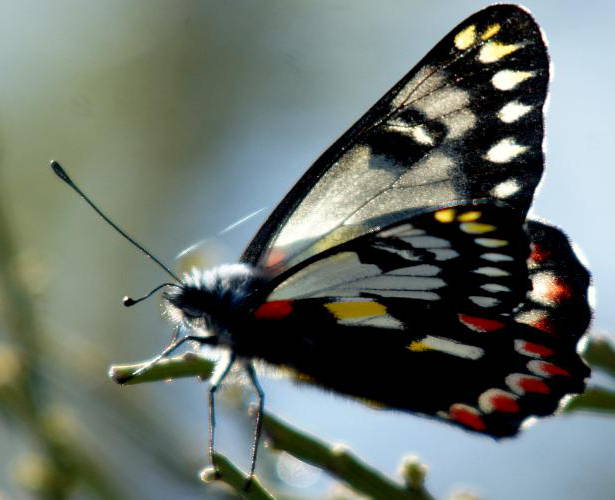 Red-spotted Jezebel (Delias aganippe)