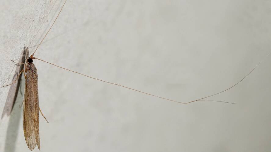 Long-horned Caddisfly (Leptoceridae sp)