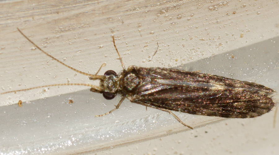 Small Caddisfly (Ecnomus sp)