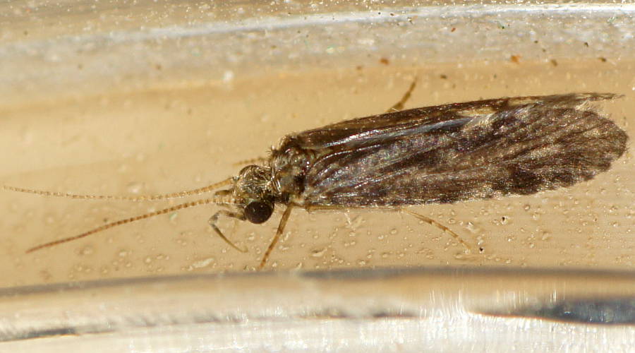 Small Caddisfly (Ecnomus sp)