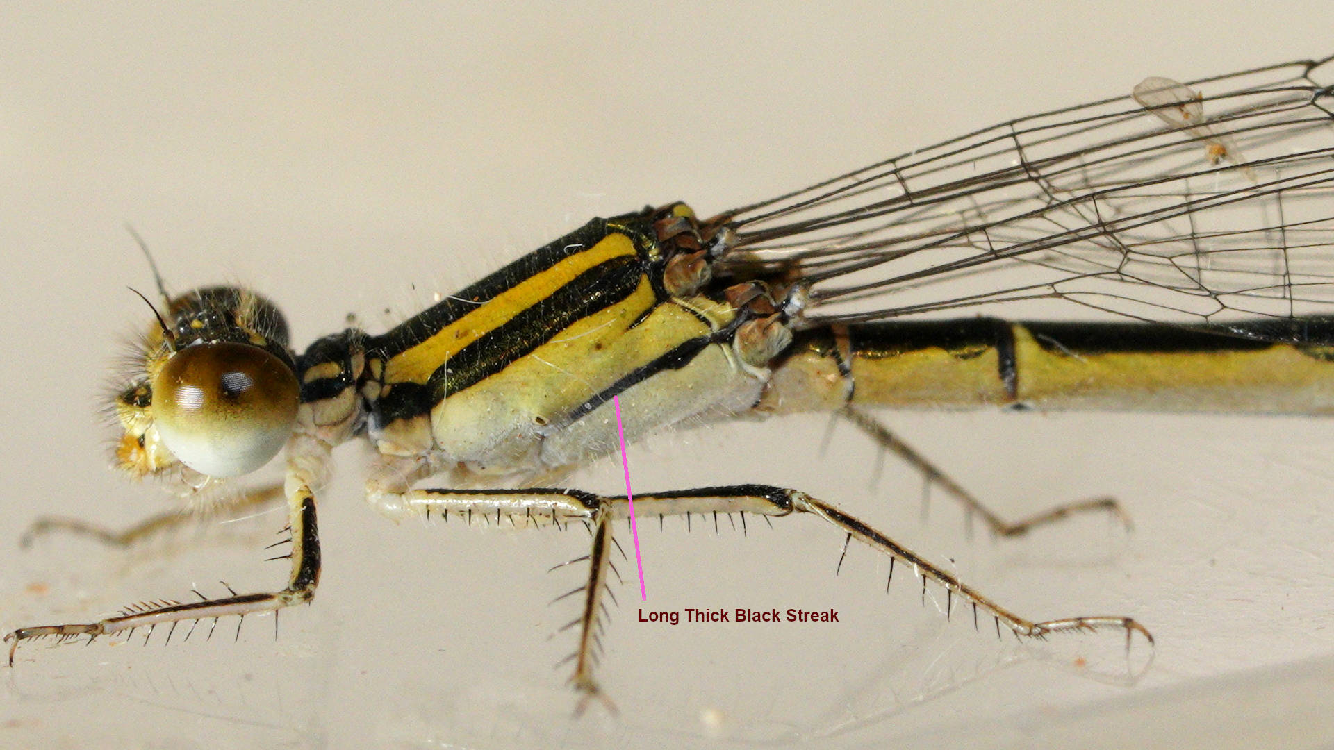 Eastern Billabongfly (Austroagrion watsoni)