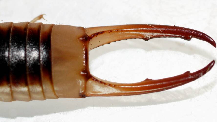 Brown Native Earwig (Labidura riparia)