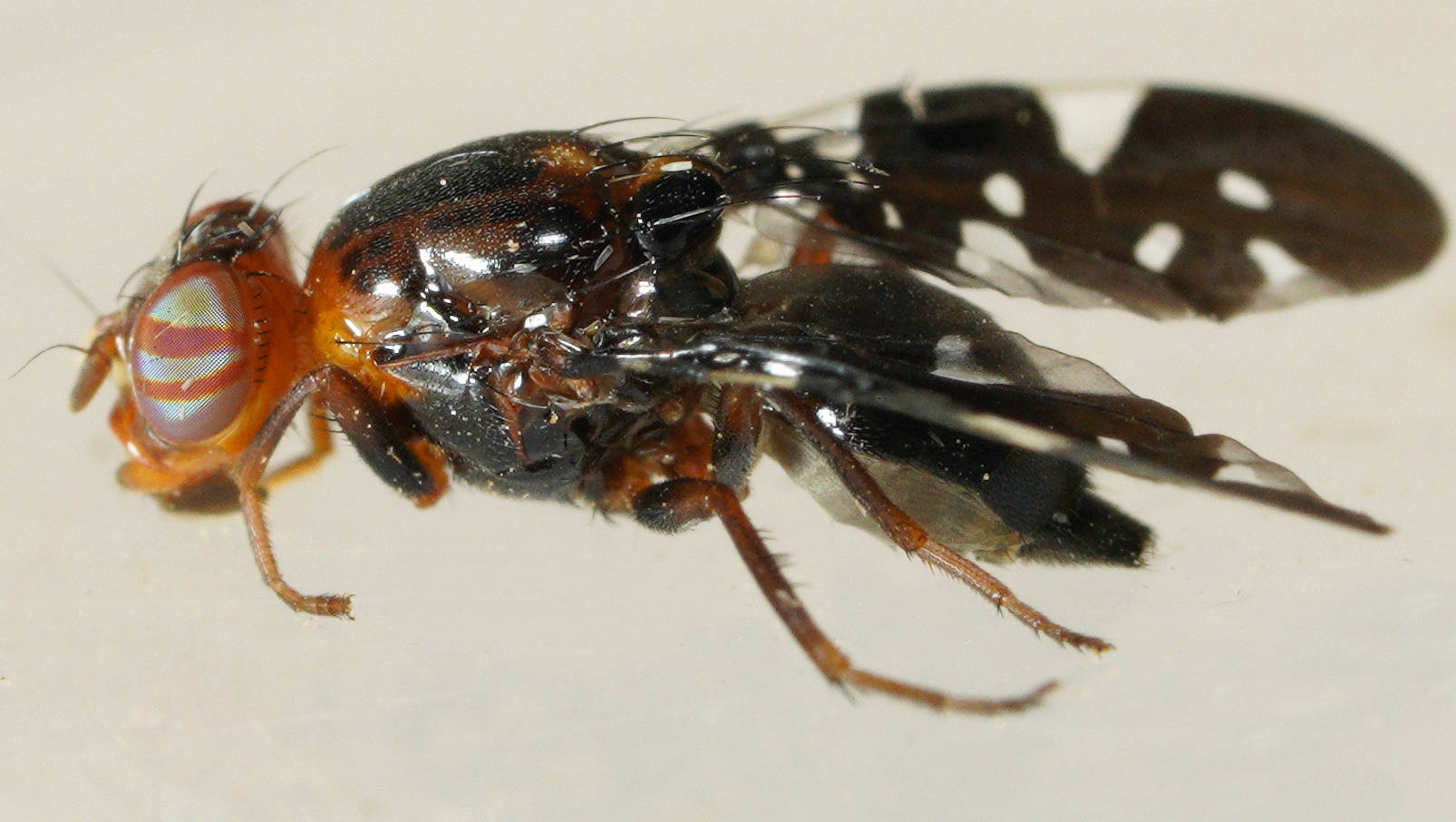 Variable Fruit Fly (Acanthonevroides variegatus)