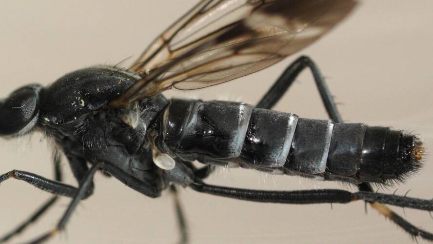 Striped-wing Stiletto Fly (Ectinorhynchus sp)