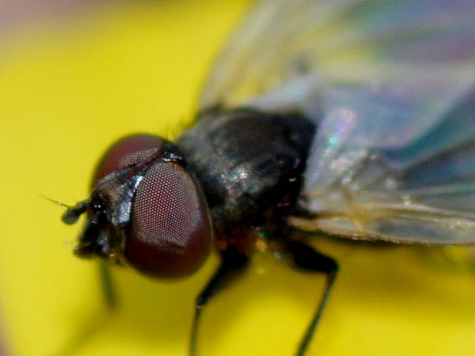 Flower Fly (Phasia sp ES01)