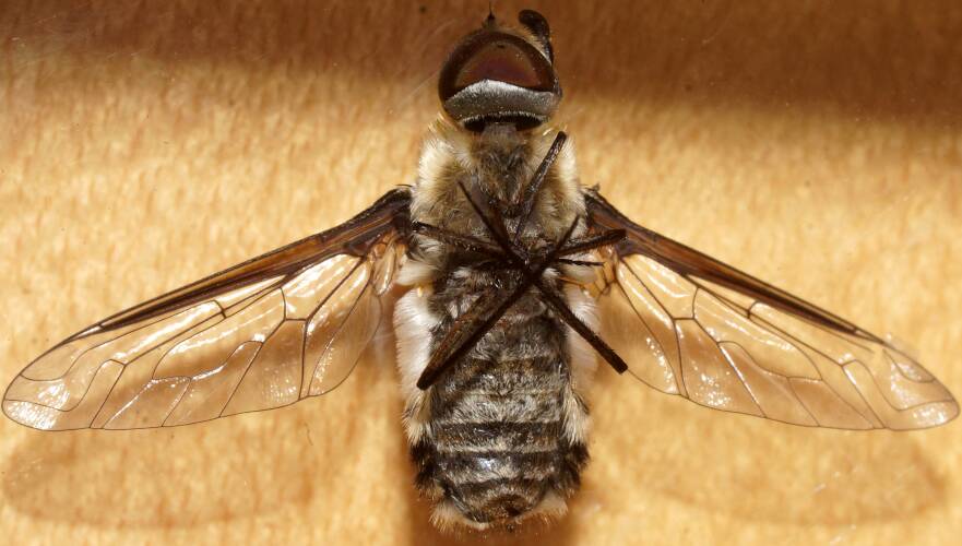 Clear-winged Striped Bee Fly (Villini sp ES01)