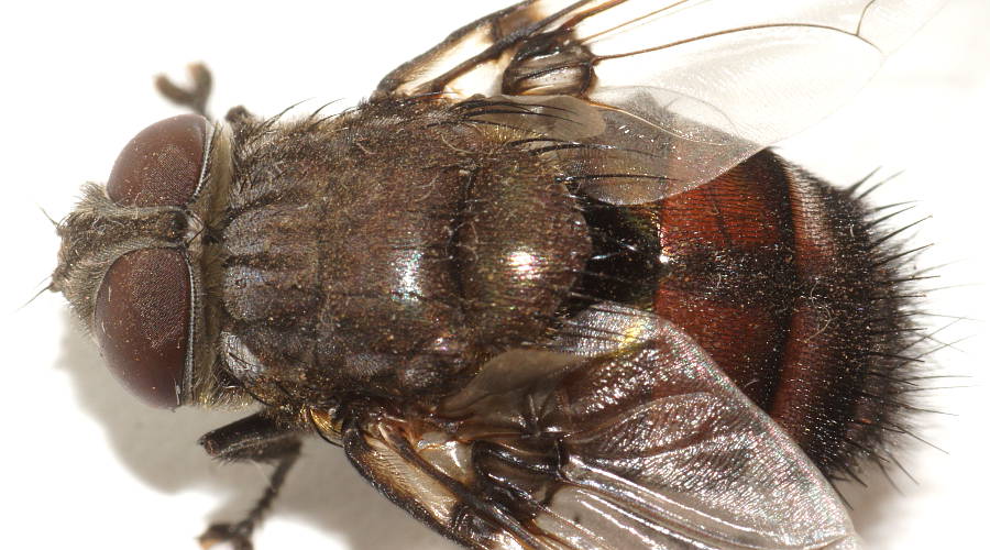 Big Brown Bristle Fly (Rutilia sp ES01)