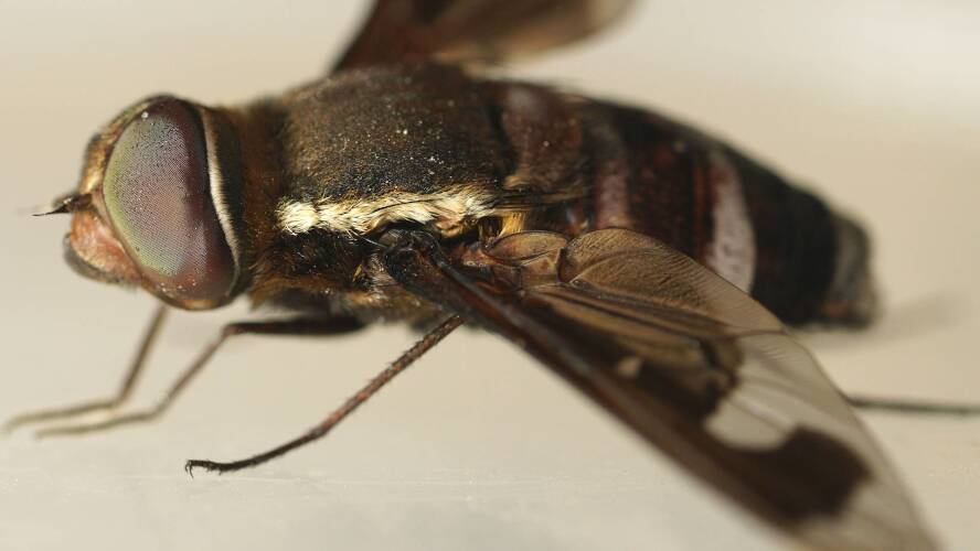 Velvet Bee Fly (Munjua erugata)