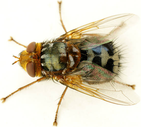 Blue & White Bristle Fly (Microtropesa latigena)
