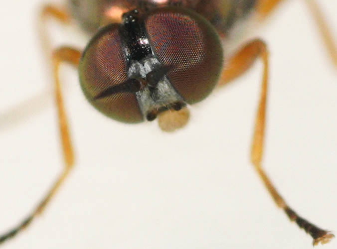 Black-notched Soldier Fly (Australoactina incisuralis)