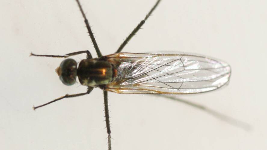 Long Legged Fly (Hydrophorus praecox)