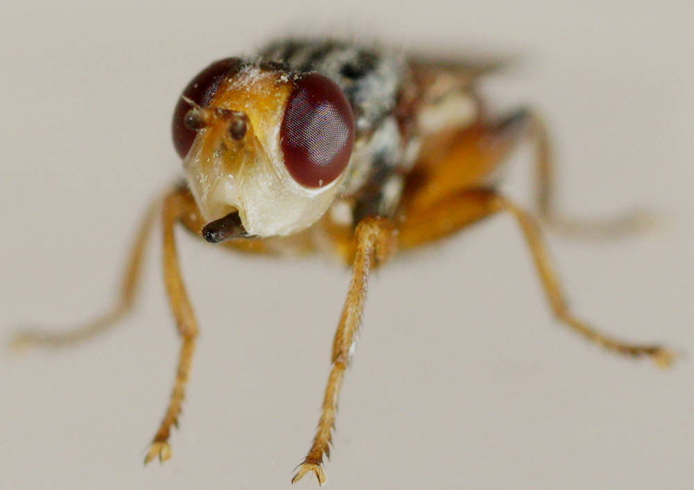 Small Thick-headed Fly (Myopa cf sp)