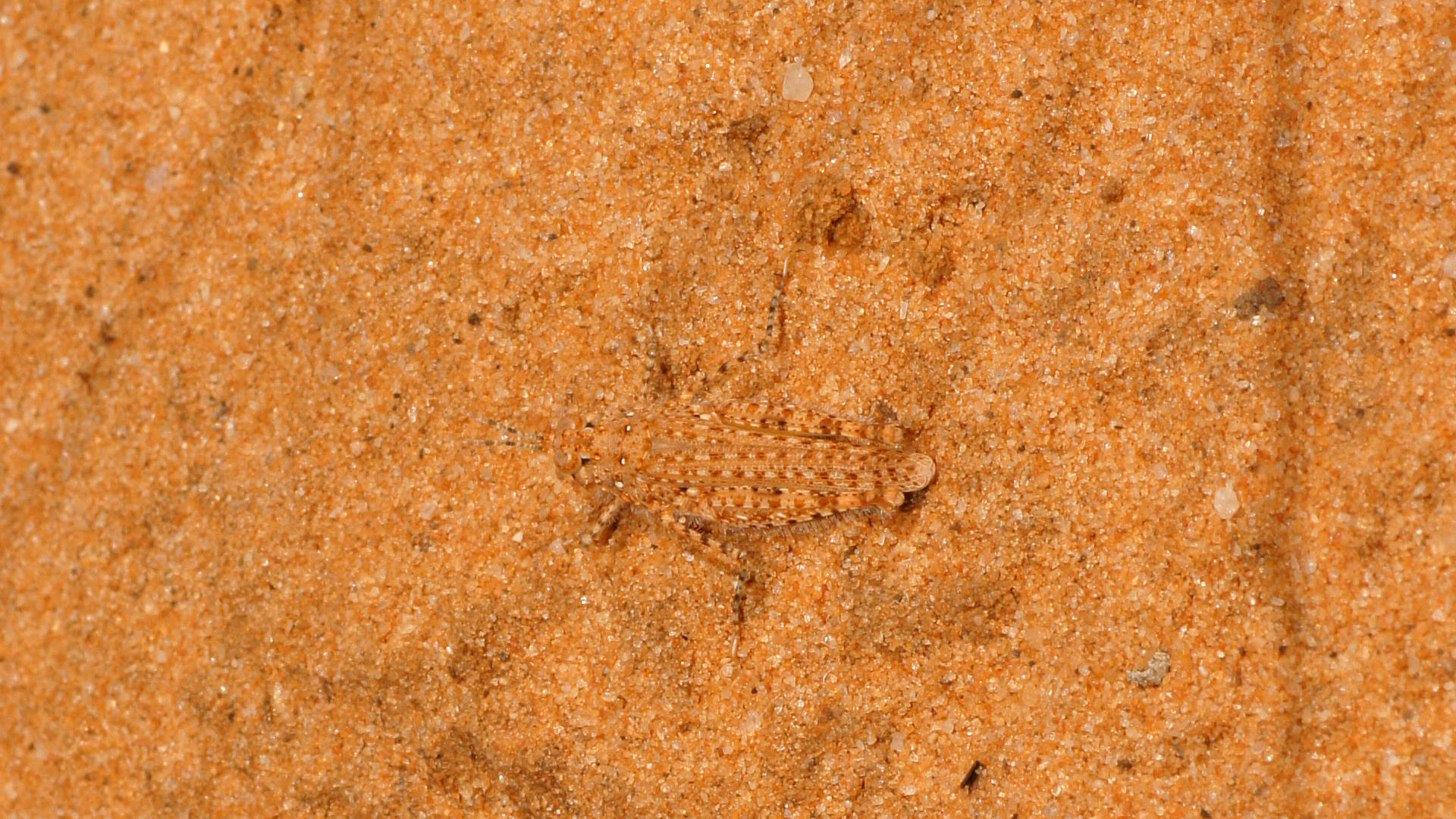 Sand Dune Grasshopper (Urnisiella rubropunctata)