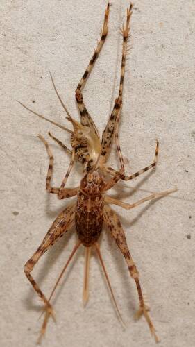 Spider Cricket (Endacusta australis)