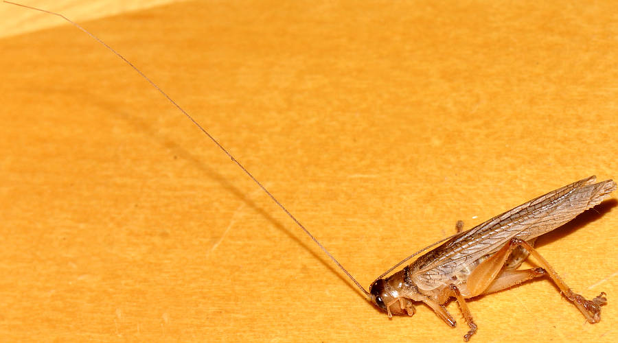 Dark Raspy Cricket (Craspedogryllacris sp)