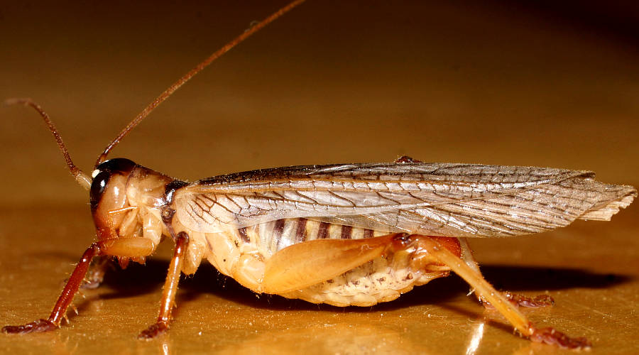 Dark Raspy Cricket (Craspedogryllacris sp)