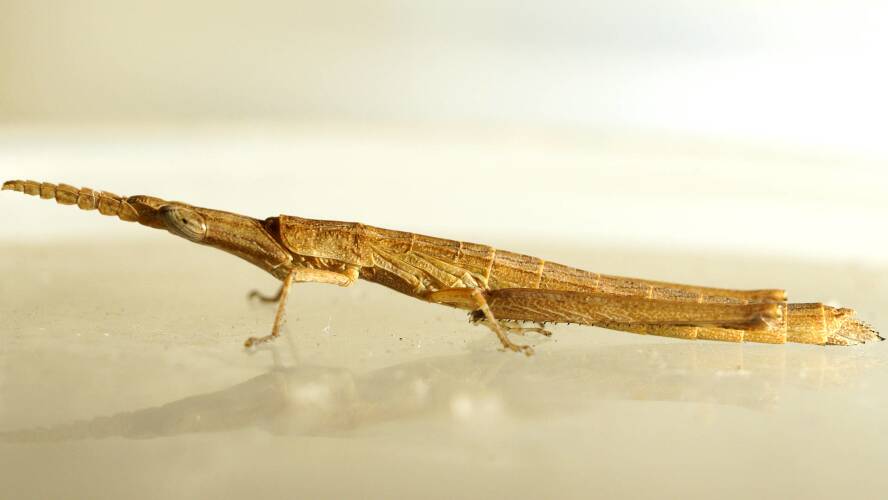 Matchstick Grasshopper (Vandiemenella viatica)