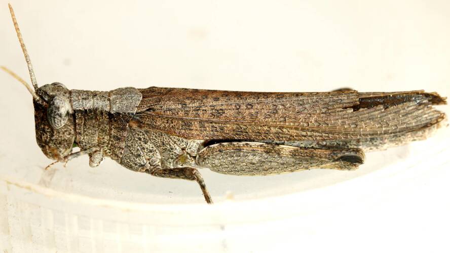 False Gumleaf Grasshopper (Goniaeoidea sp)