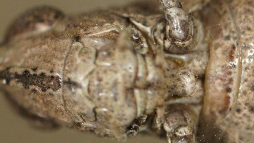 Striped Grasshopper (Apotropis vittata)