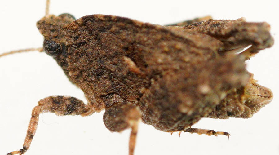 Ellura's Pygmy Grasshopper (Cyphotettix ellurae)