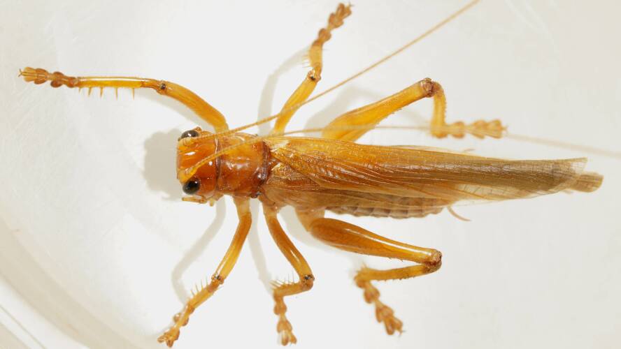 Pale Raspy Cricket (Paragryllacris sp)
