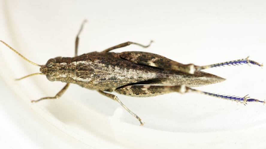 Crusty Grasshopper (Caperrala sp)