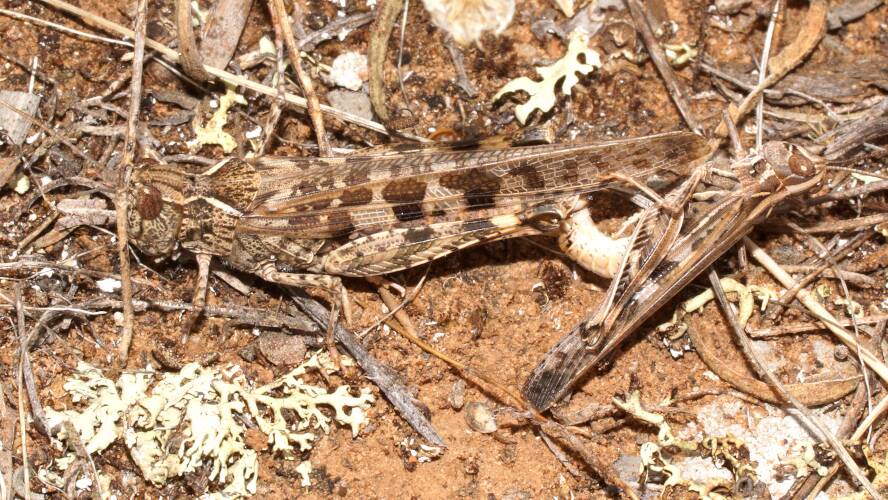 Australian Plague Locust (Chortoicetes terminifera)