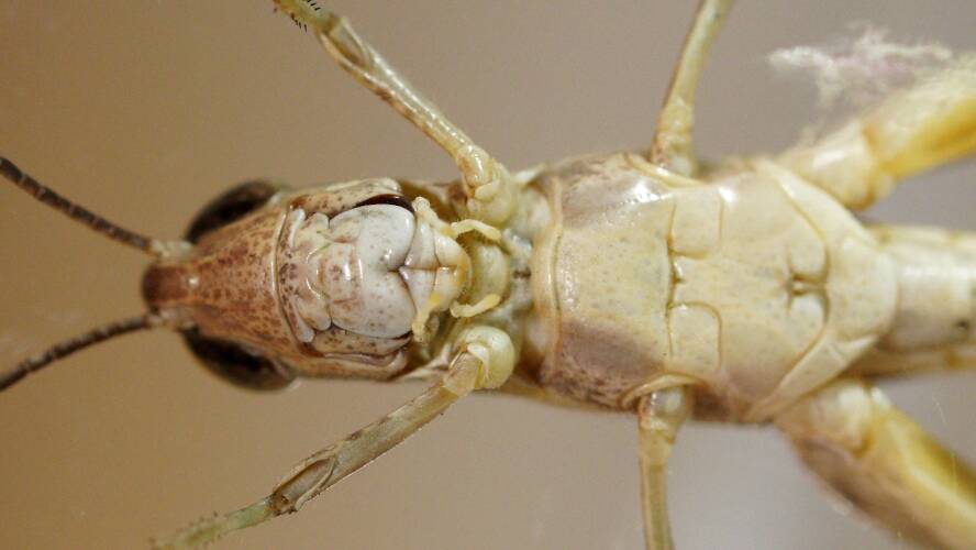 Australian Aiolopus Grasshopper (Aiolopus thalassinus ssp dubius)