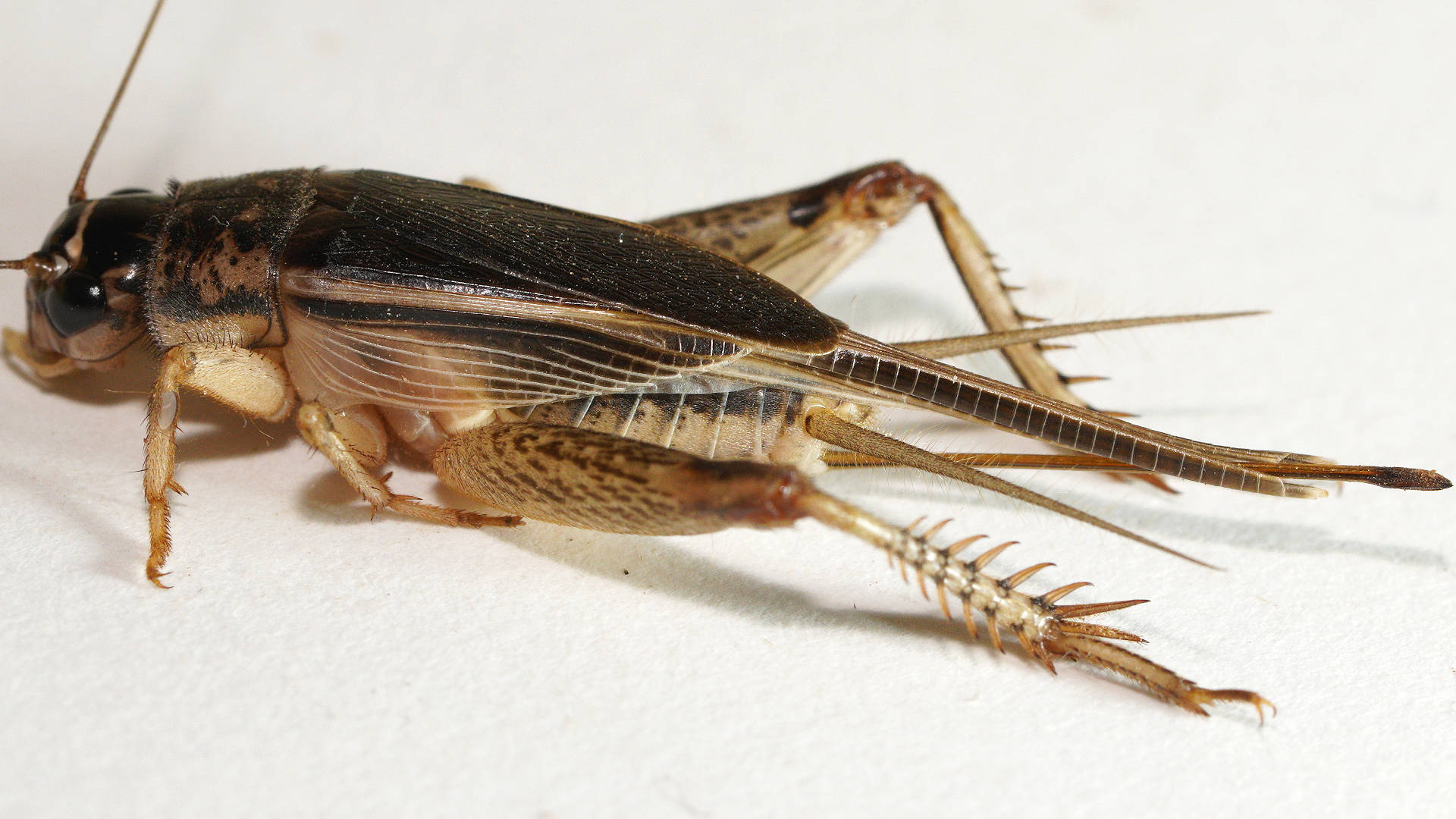 Brown Bush Cricket (Lepidogryllus comparatus)