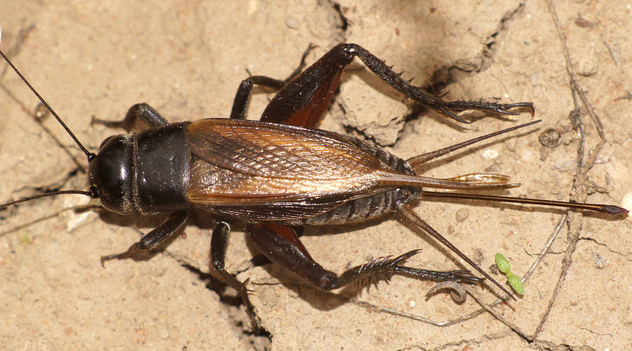 Black Bush Cricket (Teleogryllus commodus)