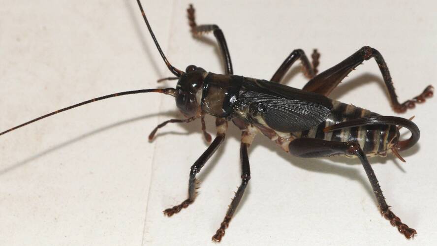 Black Raspy Cricket (Hadrogryllacris sp ES01)