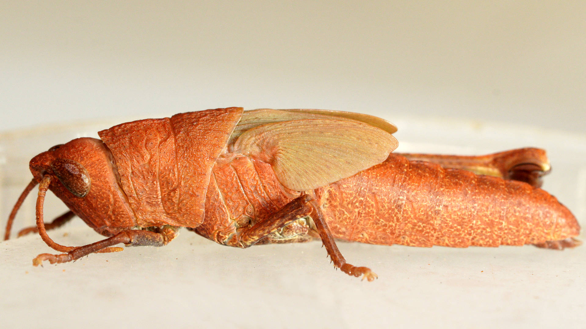 Mimetic Gumleaf Grasshopper (Goniaea opomaloides)