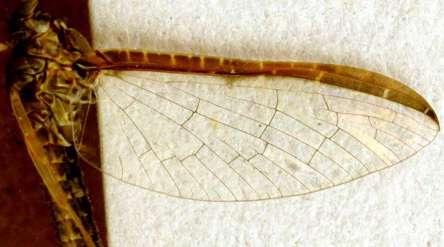 Mayfly (Cloeon cf paradieniense)