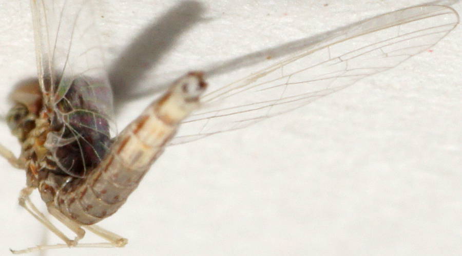 Mayfly (Centroptilum elongatum)