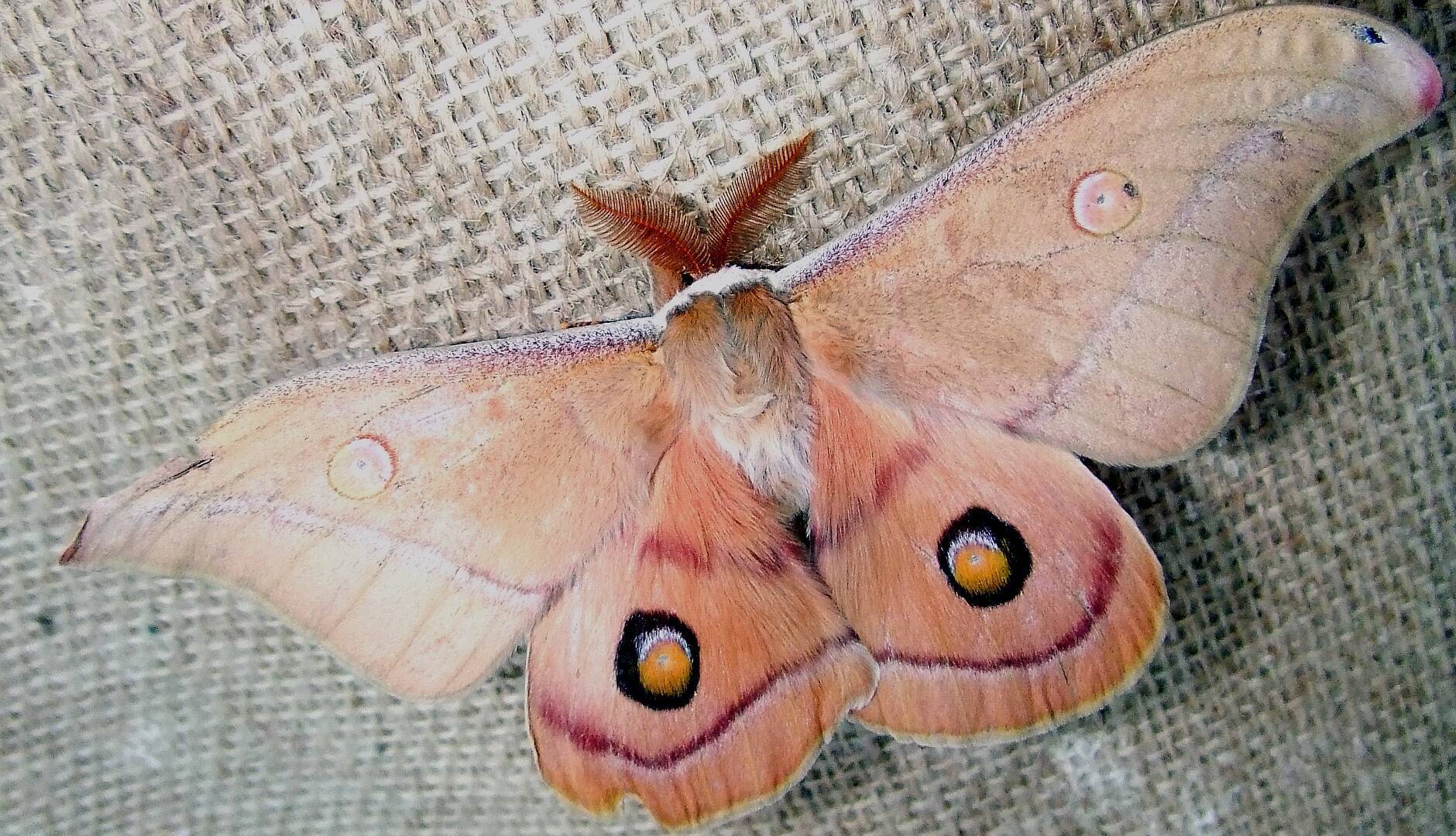 Helena Gum Moth (Opodiphthera helena)