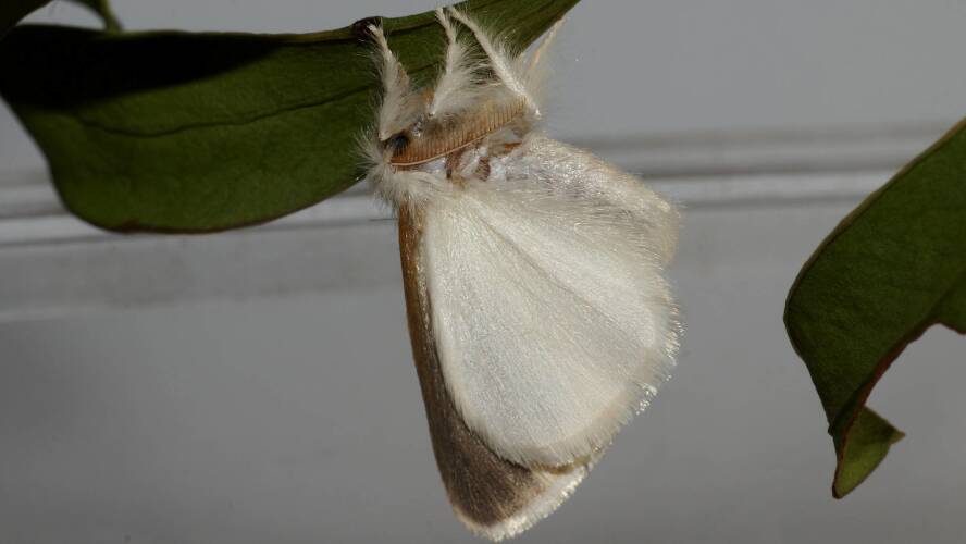 Omnivorous Tussock Moth (Acyphas semiochrea)