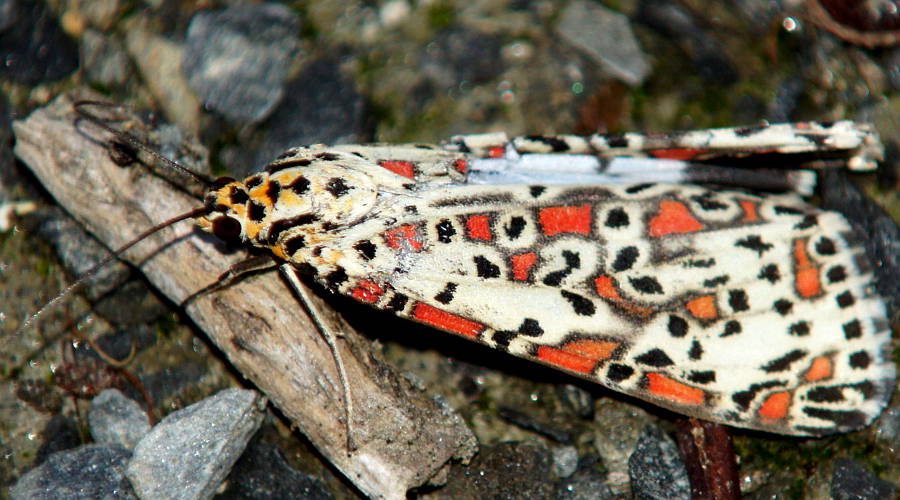 Halgania Moth (Utetheisa pulchelloides)