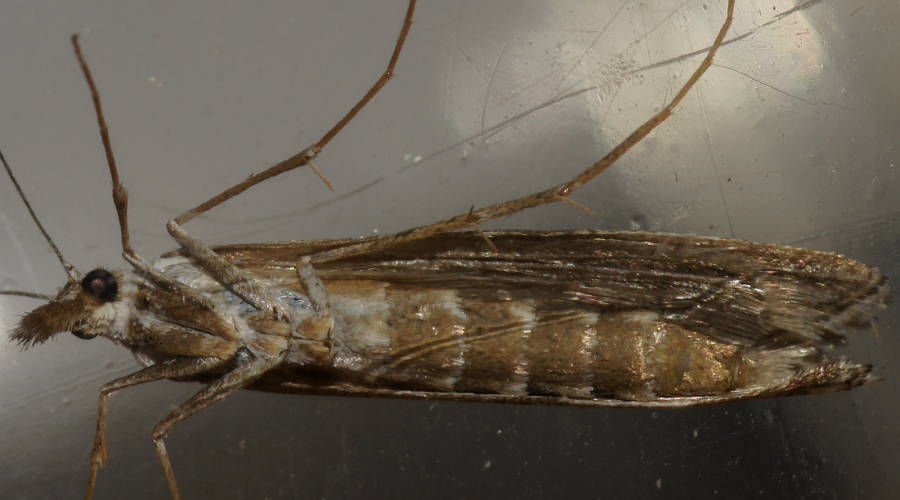 Black Grass Webworm (Hednota pedionoma)