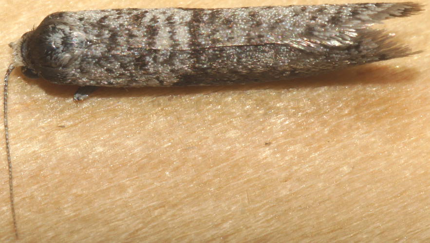Case Moth (Lepidoscia cf euryptera)