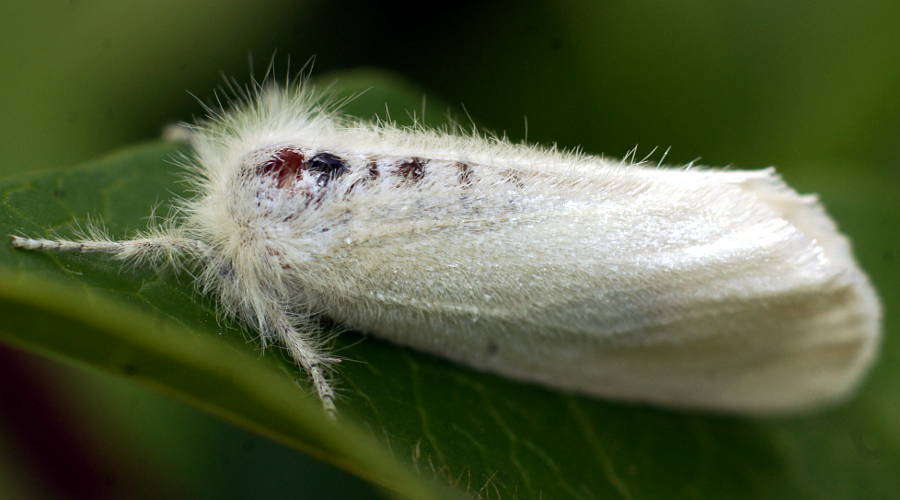 White Tussock Moth (Acyphas chionitis)
