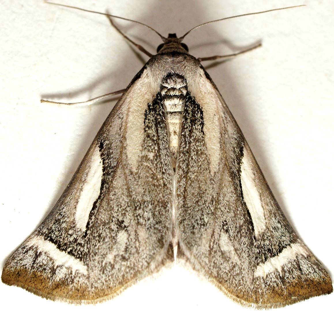 Grey & White Satin Moth (Thalaina kimba)