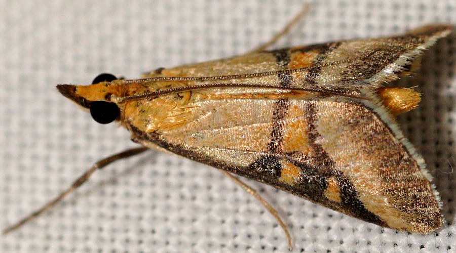 Metallarcha Moth (Metallarcha calliaspis)