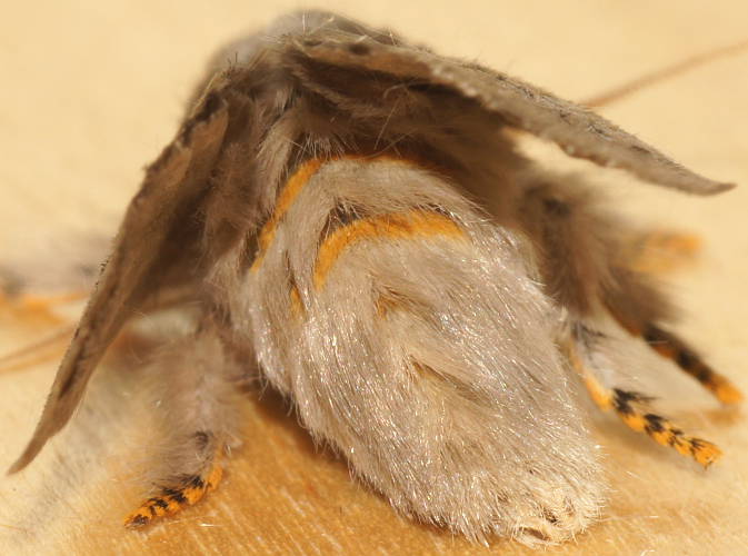 Tiger Cup Moth (Anaxidia lactea)