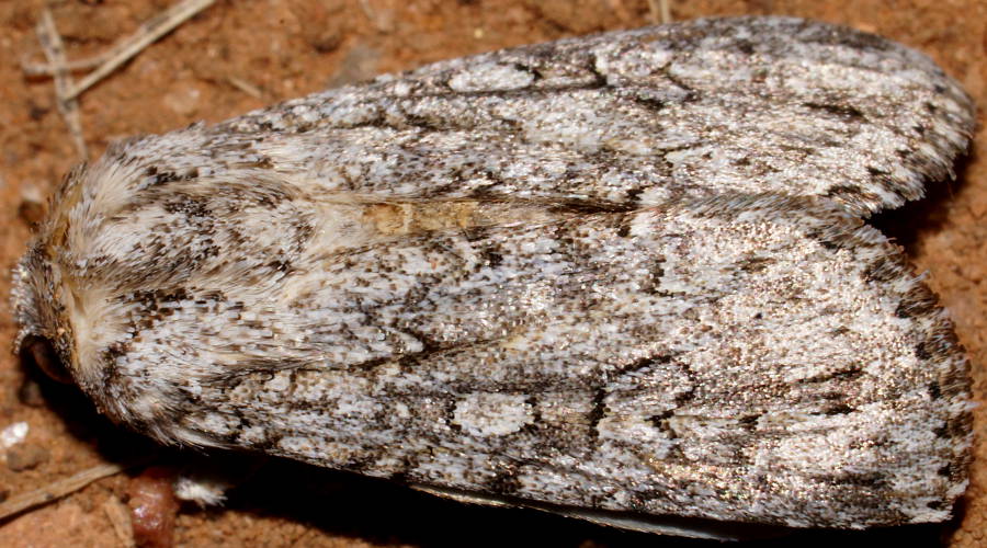 Pale Cutworm (Ectopatria cf virginea)