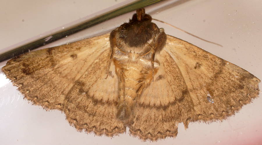 Orange Noctuid Moth (Diatenes igneipicta)