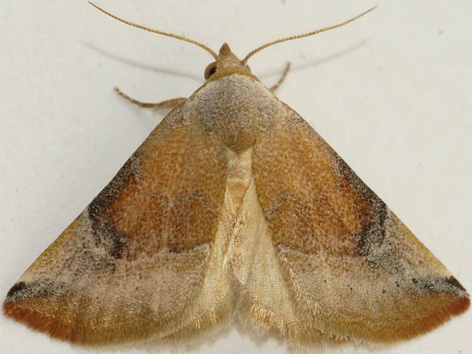 Mini Owlet Moth (Mataeomera sp)