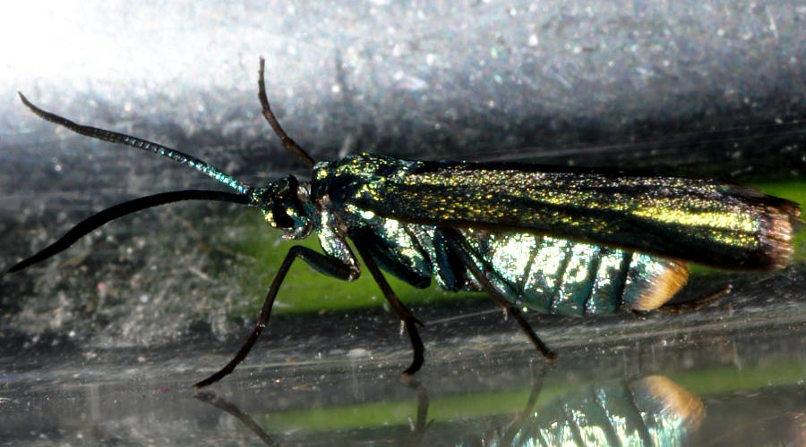 Satin-green Forester (Pollanisus sp)
