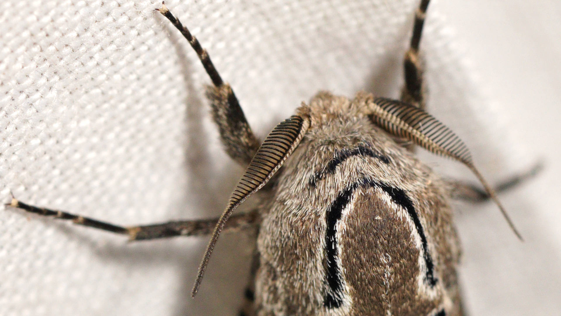 Wood Moth (Endoxyla amphiplecta)